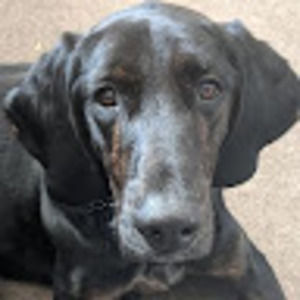 Meet your Posher, Calamity